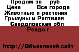 Продам за 50 руб. › Цена ­ 50 - Все города Животные и растения » Грызуны и Рептилии   . Свердловская обл.,Ревда г.